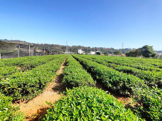 🌱 批發